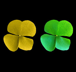 Top view, Two shamrock flower yellow green color(oxalis corniculata) blossom bloom isolated on...