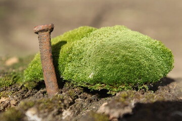 they have stood the test of time, nail in the wood