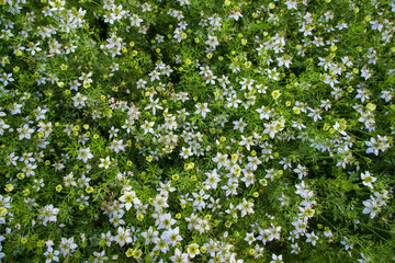Fototapeta na wymiar Blooming White Nigella sativa flowers in the field. Top view Texture background