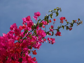 pink Bougainvillea or triple flower with blue sky