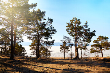 Pine trees on the sandy beach of the lake on a sunny spring day. - obrazy, fototapety, plakaty