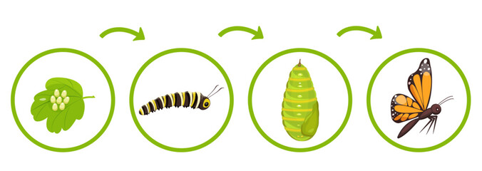 Butterfly life cycle. Infographics of transformation of caterpillar from cocoon. Vector illustration of insect metamorphosis. - obrazy, fototapety, plakaty