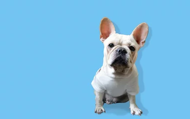 Store enrouleur tamisant Bulldog français adorable cute eyes looking camera of french bulldog puppy dog