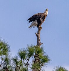 vulture in flight