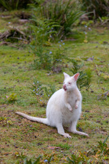 Albino Bennett's wallaby on Bruny Island Tasmania
