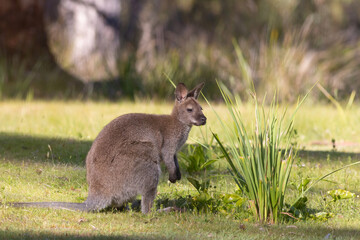 Bennett's wallaby on Bruny Island Tasmania