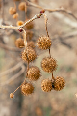 Plane tree fruits in early spring
