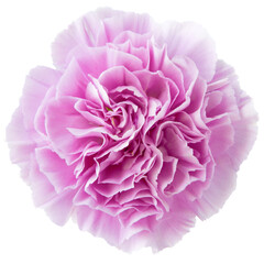 Top view of purple Carnation flower isolated on white background.studio shot.