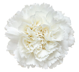 Top view of White Carnation flower isolated on white background.studio shot.
