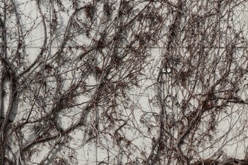 Grey wall with pattern of growing plants