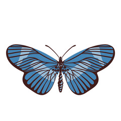 Beautiful butterfly. Vector hand drawn illustration. Graphic element for posters, print, fashion design, wrapping paper