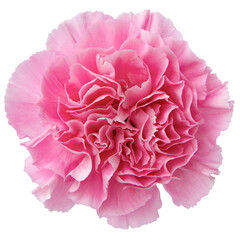 Top view of Pink Carnation flower isolated on white background.studio shot.
