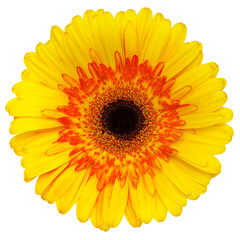 Top view of yellow Gerbera flower isolated on white background.Studio shot.