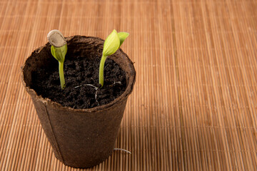 pumpkin sprouts with a seed on a leaf in a peat pot on a brown napkin with copy space