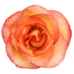 Obraz na płótnie Canvas Top view of Beautiful Orange Rose Flower isolated on white background. Studio Shot.