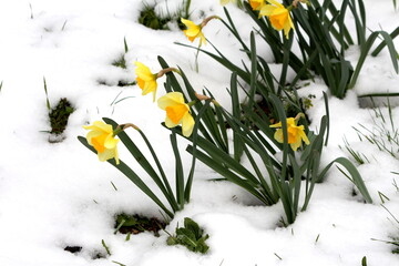 Narcissus or Daffodil or Daffadowndilly or Jonquil perennial herbaceous bulbiferous geophytes plants with blooming fully open light yellow flowers with dark yellow center and elongated dark green