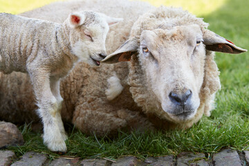 Fototapeta premium New born white lamb with mother ewe