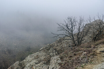 Landscape of Karadag Reserve in spring. View of trees on mountain in fog and clouds. Crimea