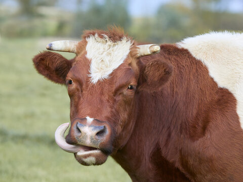 Close up of head of cow with tongue out of mouth