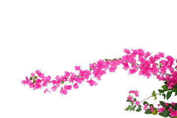 Obraz na płótnie Canvas Bougainvilleas isolated on white background. Paper flower.