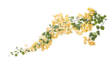 Bougainvilleas isolated on white background. Paper flower. - obrazy, fototapety, plakaty