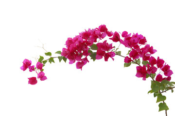 Bougainvilleas isolated on white background. Paper flower.