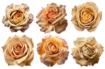 Obraz na płótnie Canvas Assorted beige and champagne colored roses on transparent PNG background. Created with Generative AI.