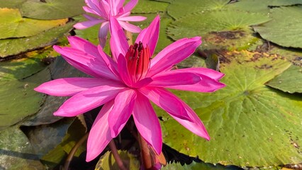 pink water lily in Thailand 