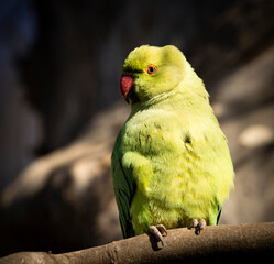 Kramer's Parakeet on a tree branch