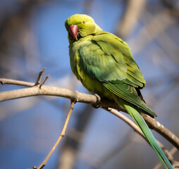 Kramer's Parrot in the Parque de María Luisa Seville