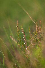 close up of a grass