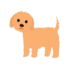 Cute maltipoo puppy standing isolated on white background. Fluffy beige dog vector illustration. Friendly brown  dog.
