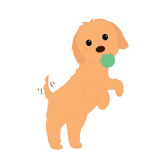 Brown puppy playing with a ball. Maltipoo puppy jumping with a toy vector illustration.