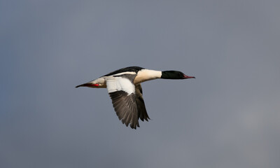 Goosander flying with blue sky
