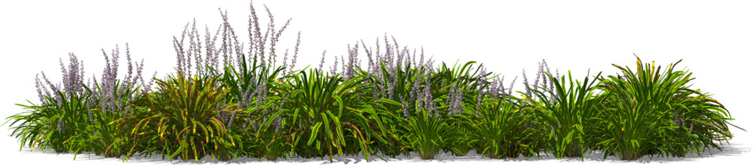 bush shrub lily grape perennial hq arch viz cutout plant