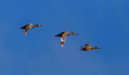 Obraz premium brown ducks flying on sunny day with blue sky