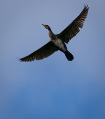 Closeup of flying cormorant with blue sky on sunny day