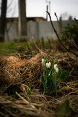 the snowdrop is blooming in the garden