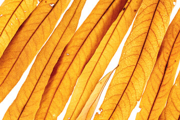 Long thin yellow orange autumn willow leaves as natural textured background, organic design, Fall season botanical scenery, macro trend nature aesthetic, top view, diagonal composition