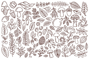 Line art nature design elements. Forest elements outline design set. Mushrooms, acorns, leaves, branches and other illustrations.