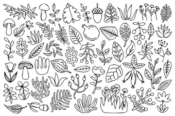 Line art natural design elements collection. Decorative nature design elements set. Outline grass, mushrooms, plants, flowers, leaves, berries and other wild natural elements.