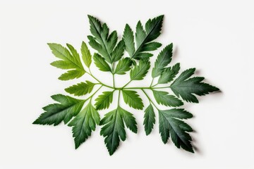 Fototapeta na wymiar Top view of damp green leaves on a white background. Generative AI