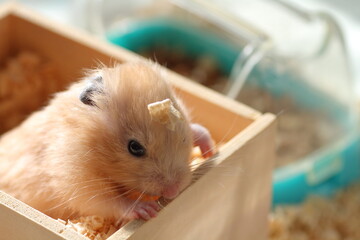 木を噛むハムスター