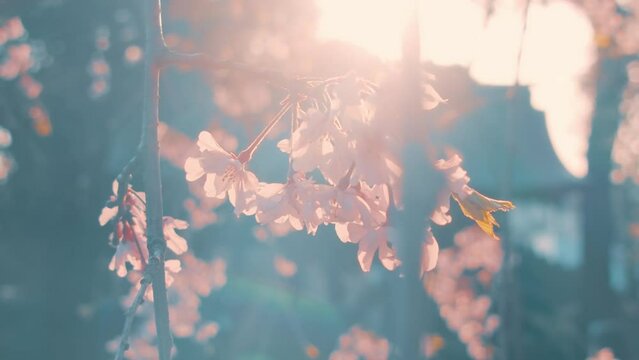 桜
