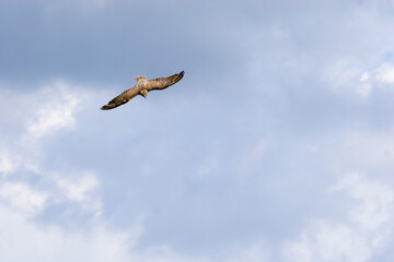 Slechtvalk in de lucht