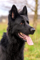 Wachtende zwarte herder