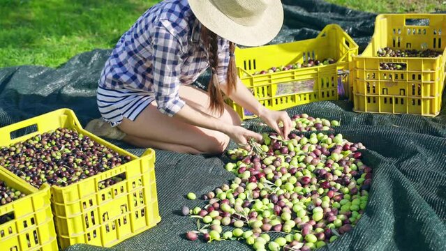 Concentrated young farmer in hat sitting on the ground and removing leaves from the mountain of picked ripe green and black olives collecting them into the plastic containers, female working on field