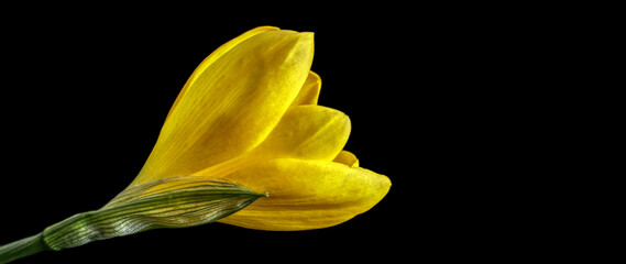 In un campo di tulipani i colori escono sempre dai margini e vanno a colorare il cielo