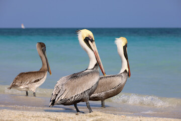 Pelicans resting on the sand of the Atlantic ocean beach. Wild birds in Varadero, Cuba
