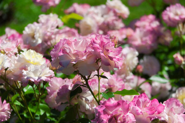 white and pink roses at elizabeth park on a sunny day